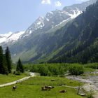 Im Floitengrund (Zillertaler Alpen/A)