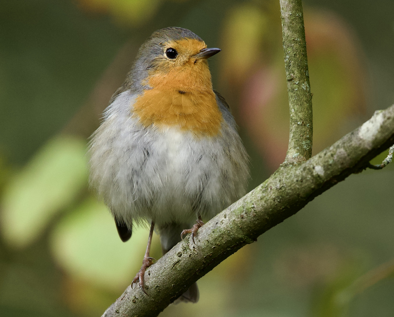 Im fluffigen Federkleid......