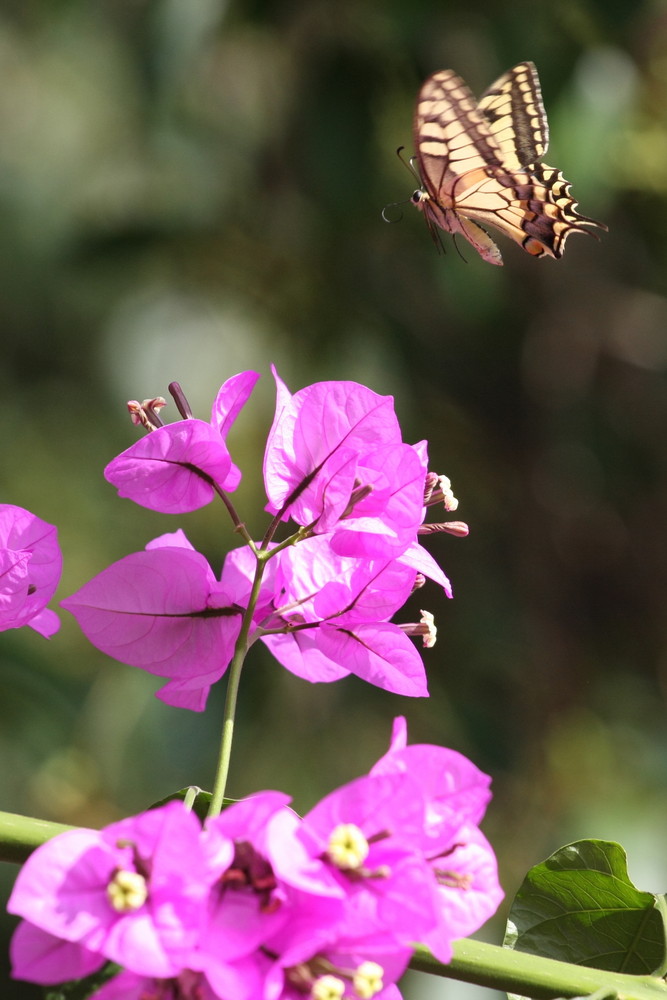 Im Flug Foto & Bild tiere,