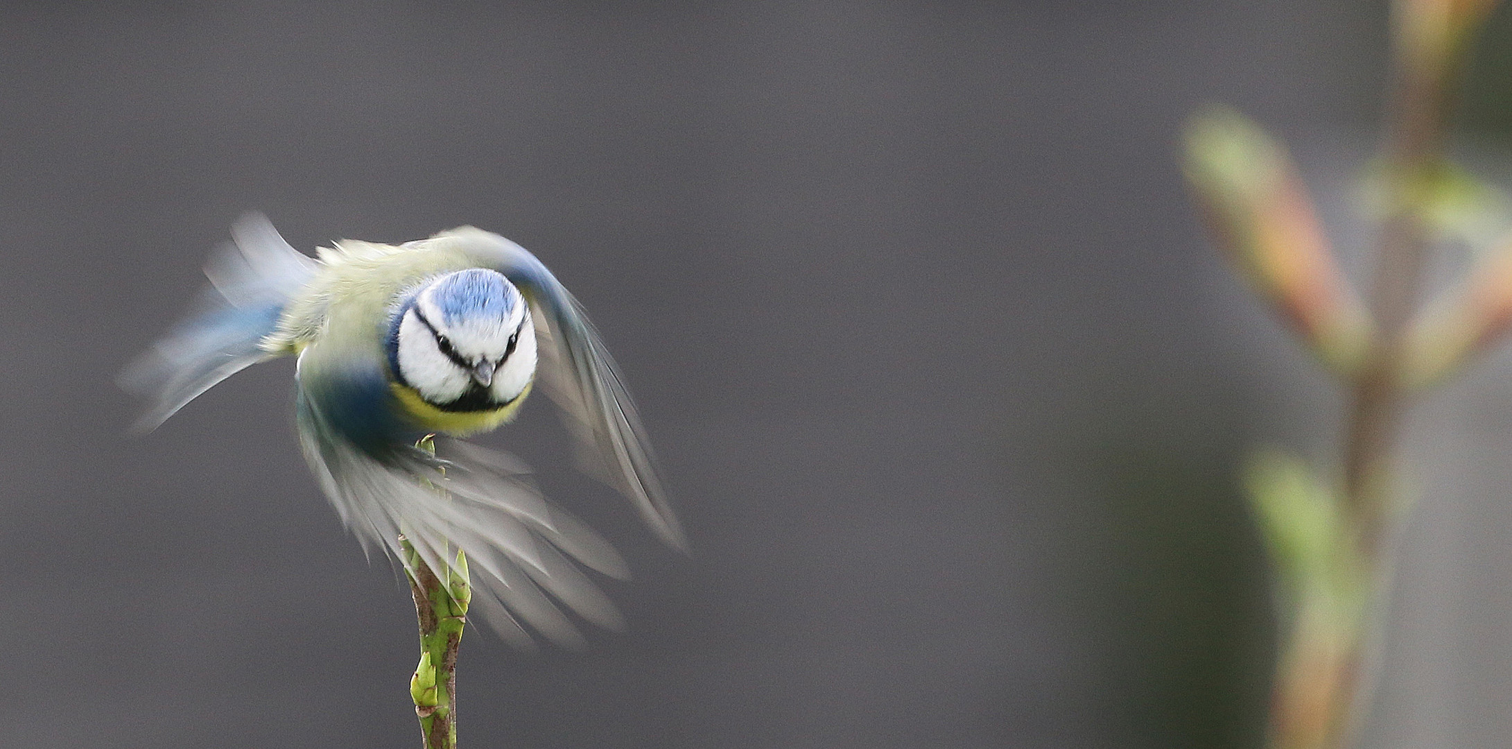 im flug