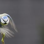 im flug