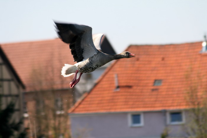 im Flug