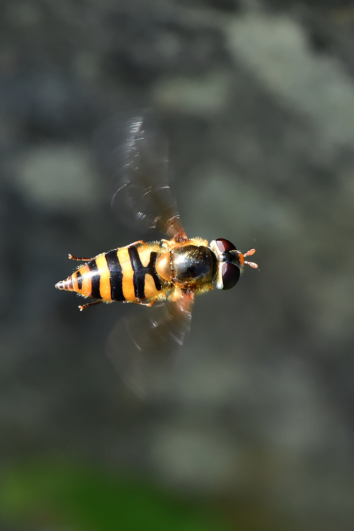 Im Flug abgefangen