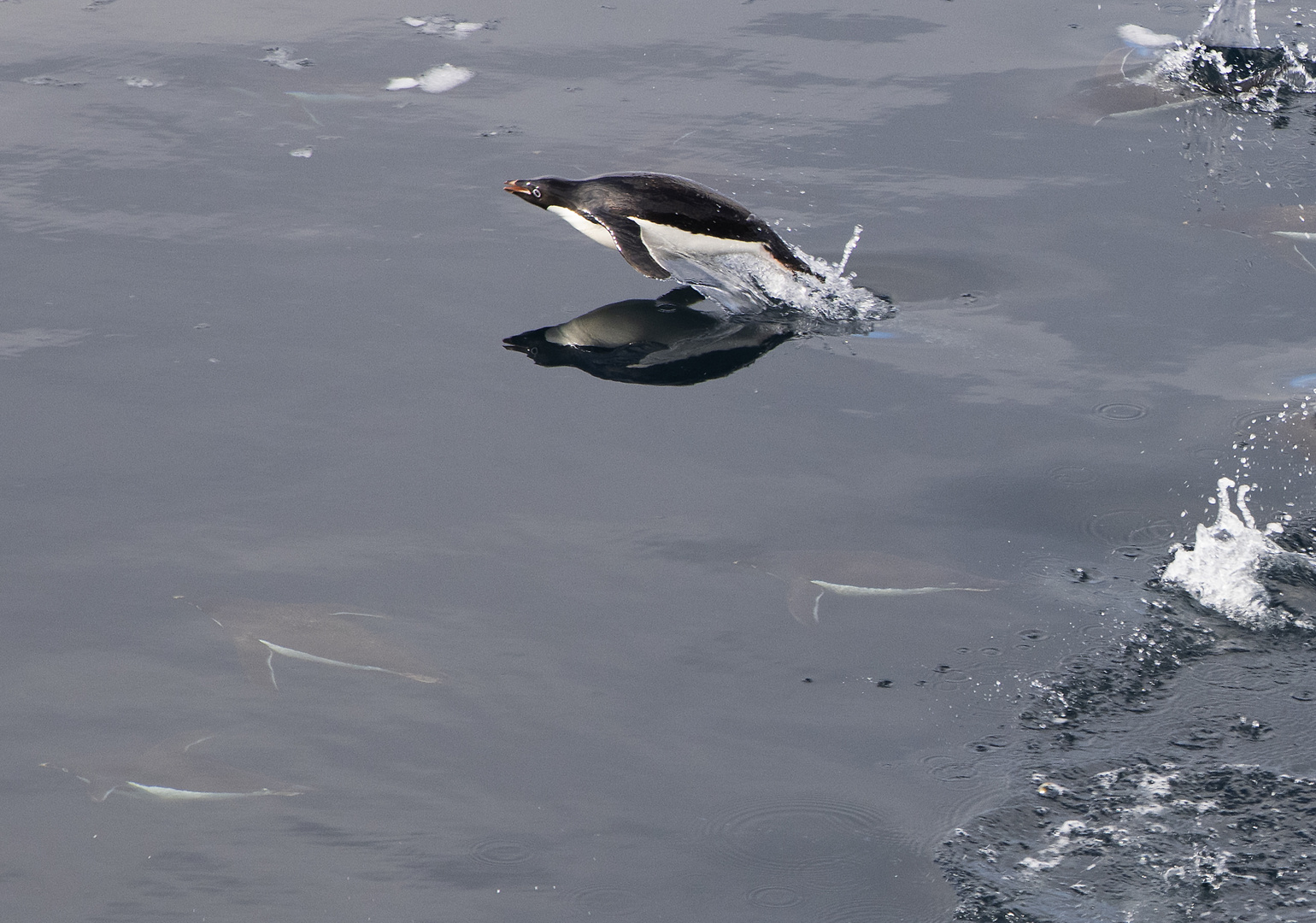 Im Flug - Adele Pinguine im Rossmeer