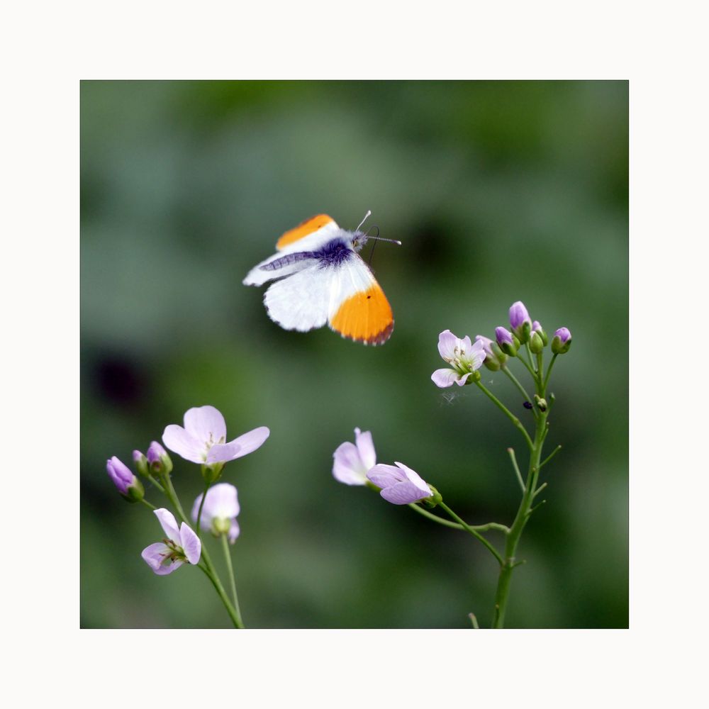 im Flug Foto & Bild tiere, wildlife, schmetterlinge Bilder auf