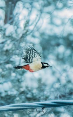 Im Flug durch die Kälte