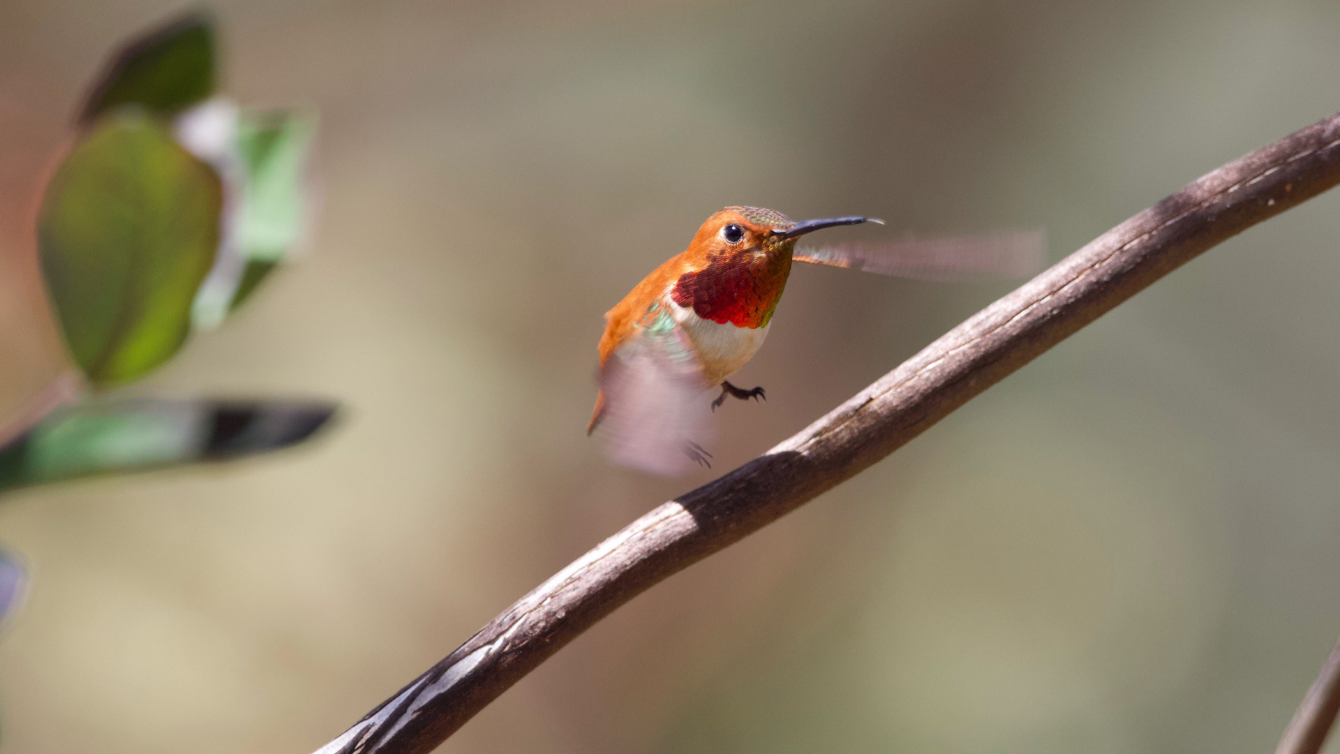 Im Flug erwischt!