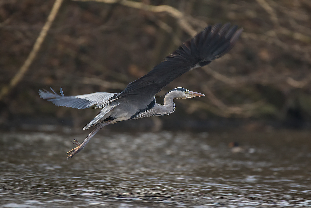 Im Flug erwischt