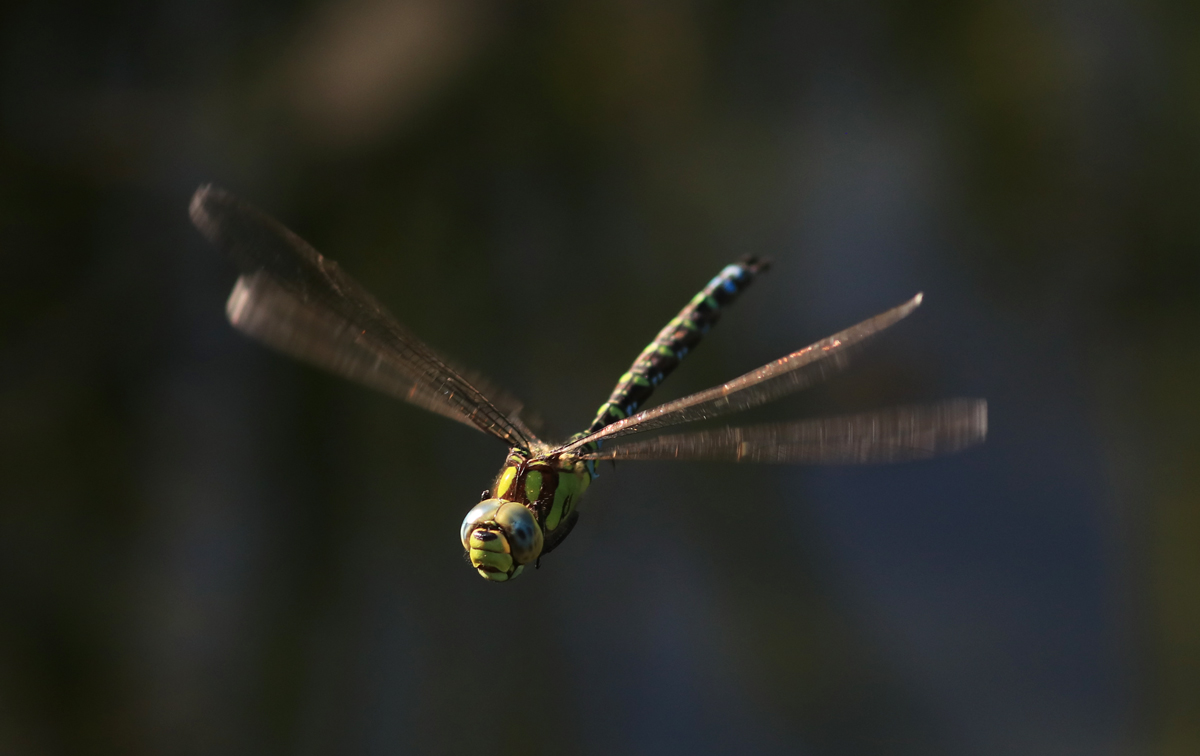 Im-Flug-erwischt