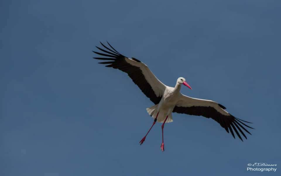 Im Flug erwischt 