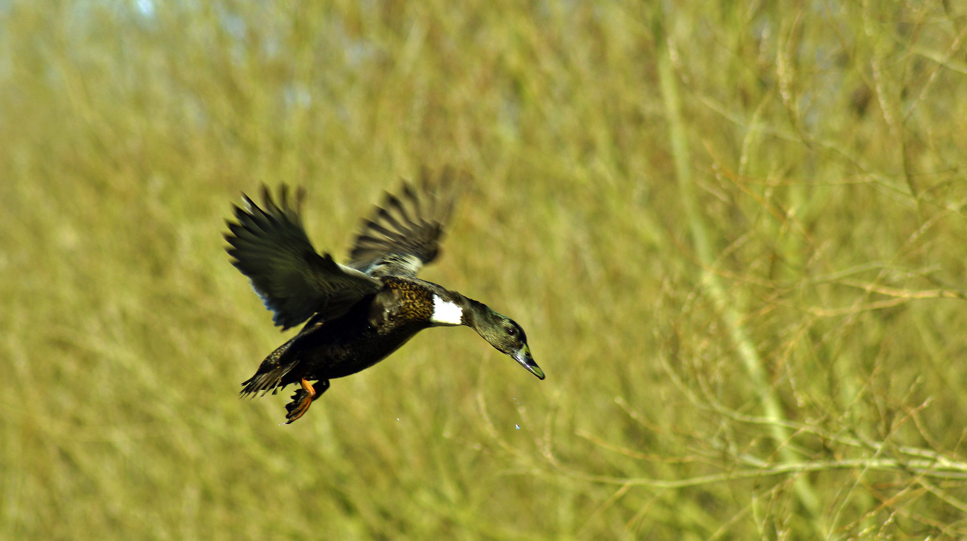 Im Flug erwischt