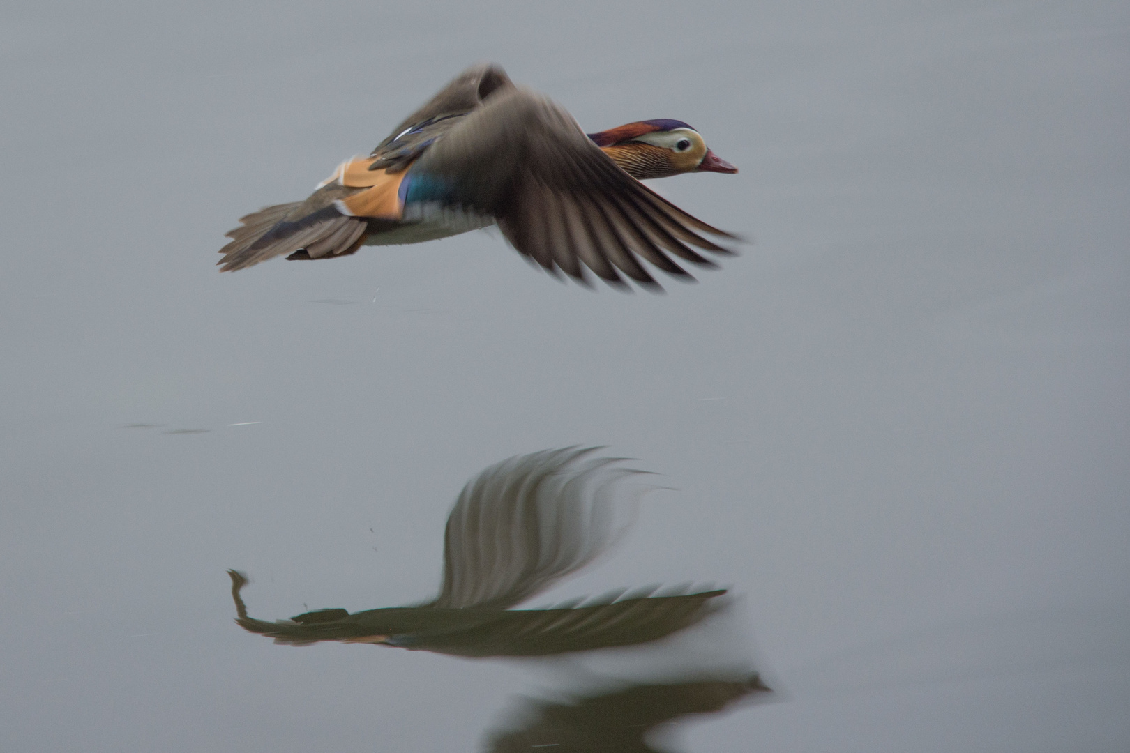 Im Flug erwischt 