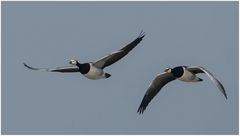 im Flug erwischt