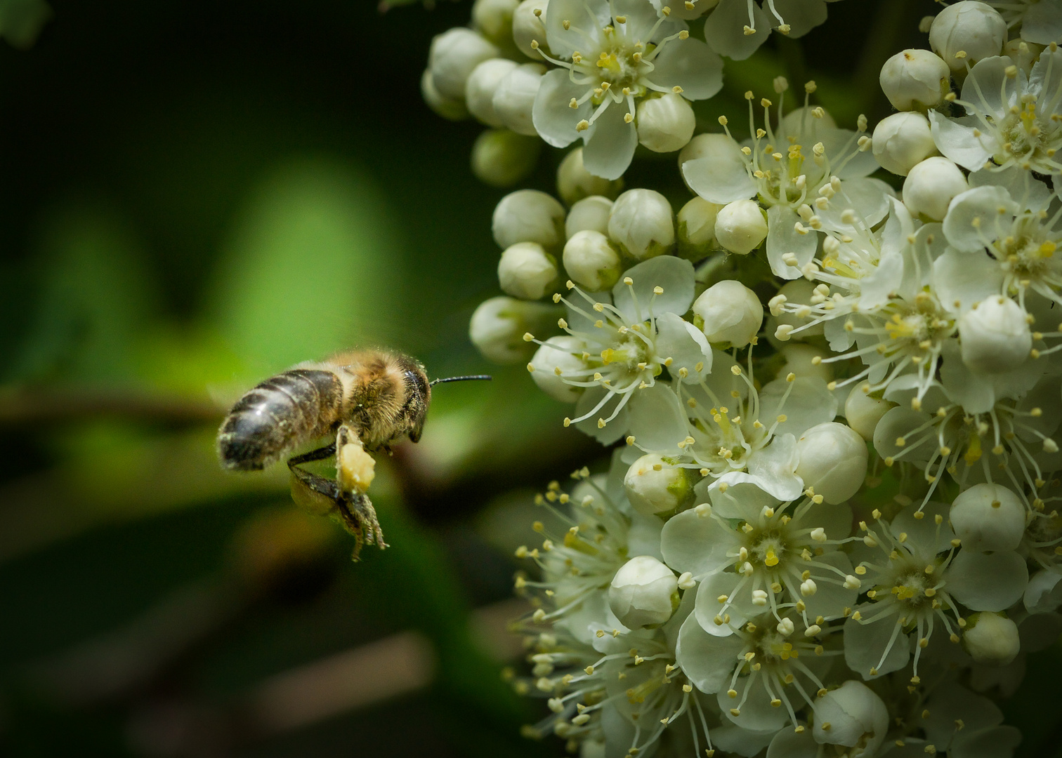 im Flug erwischt