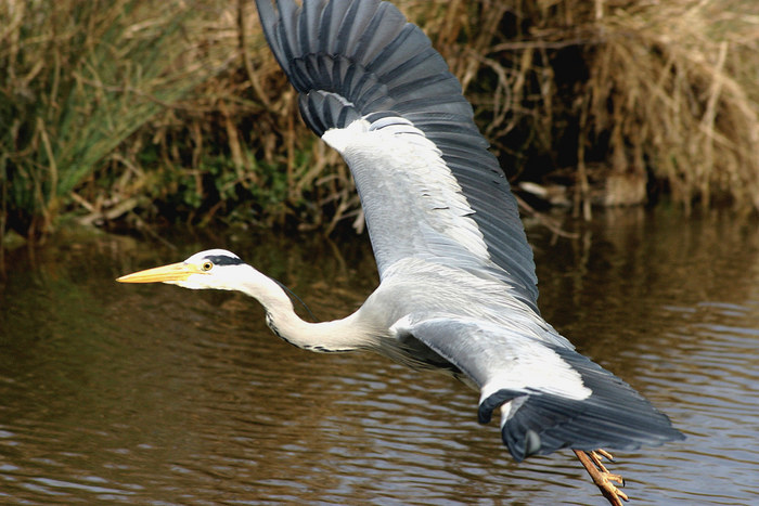 Im Flug erwischt