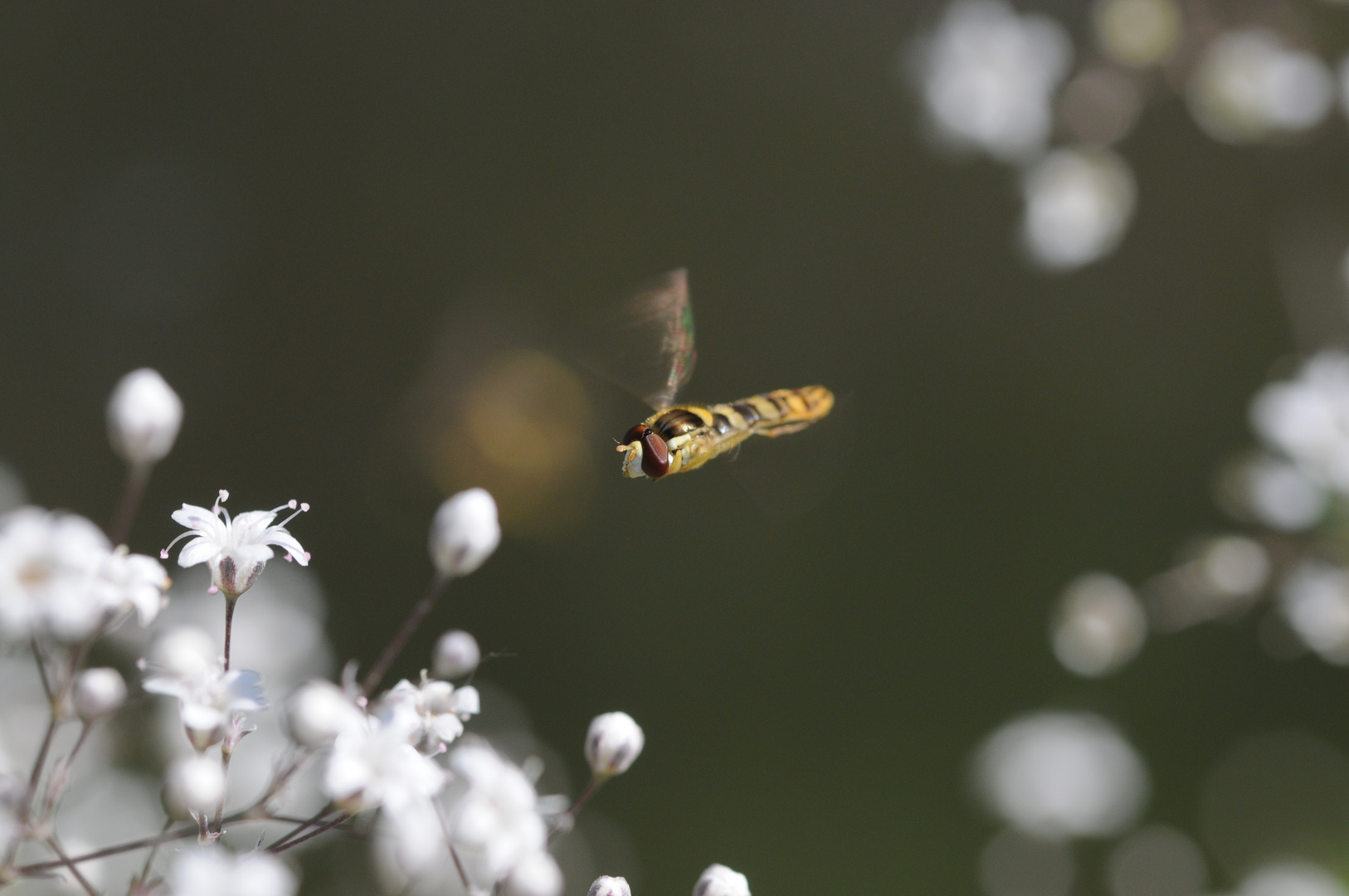 ...im Flug erwischt