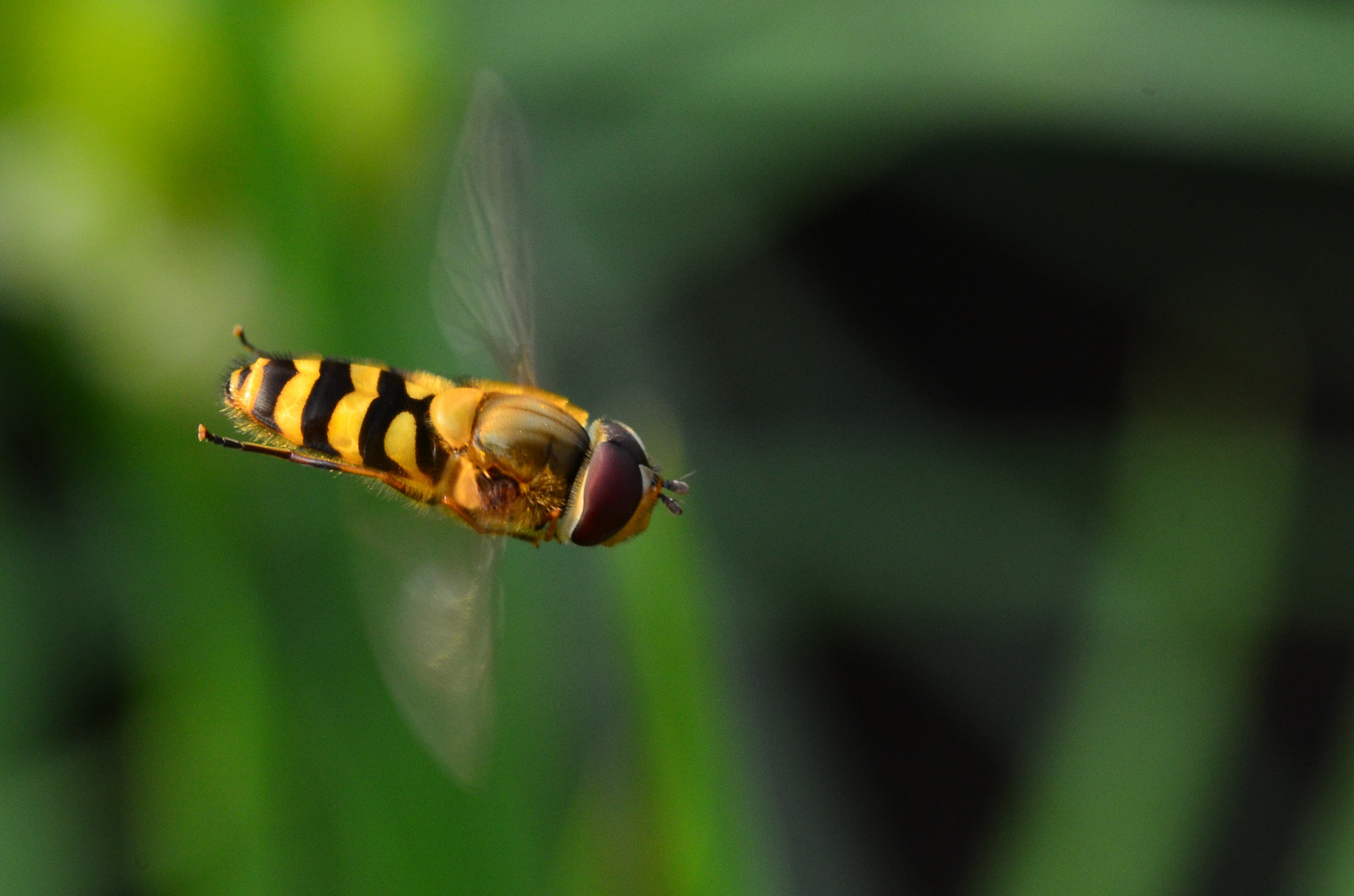 Im Flug erwischt