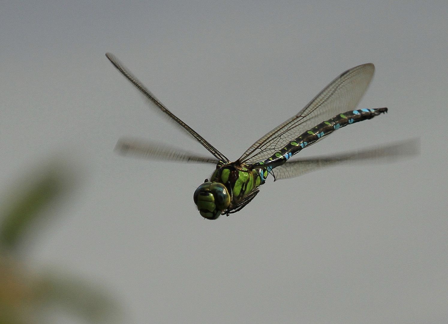 Im Flug erwischt