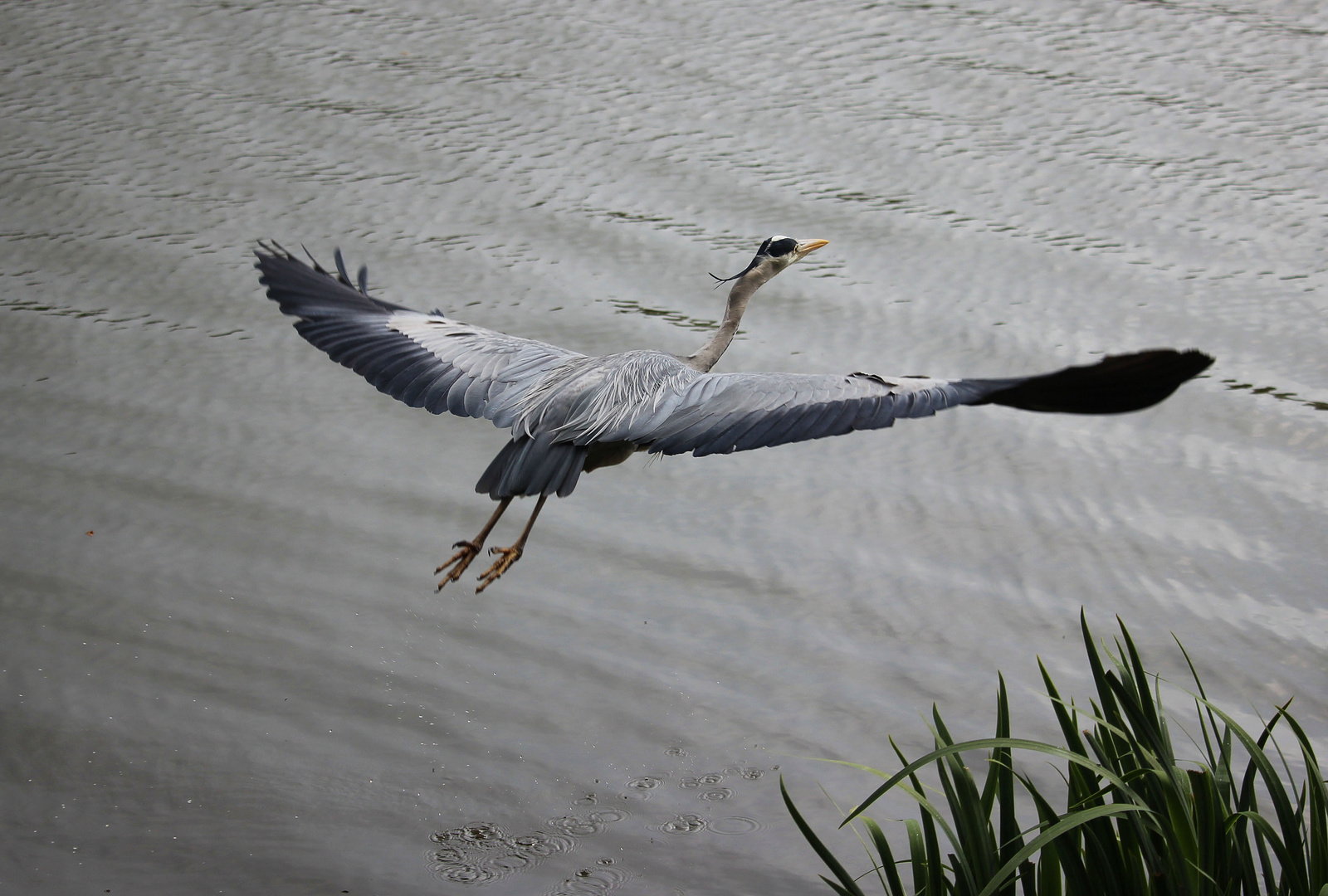 Im Flug erwischt