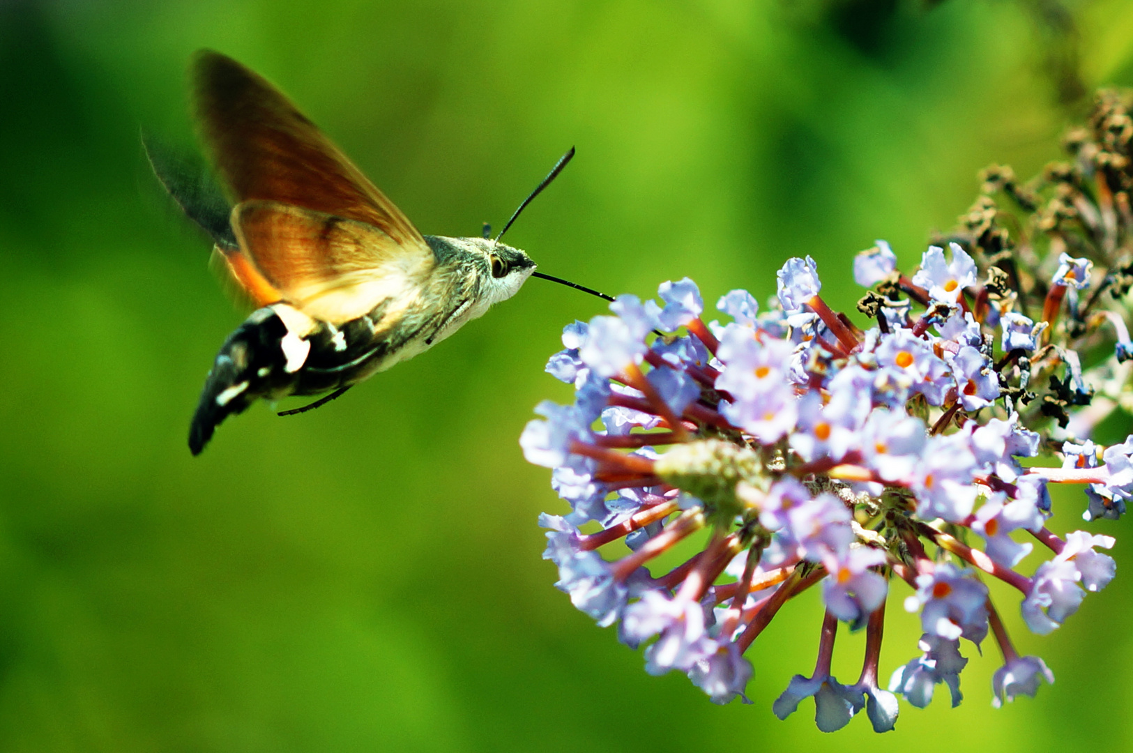 Im Flug erwischt