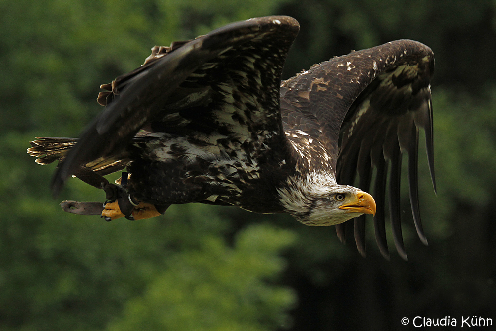 Im Flug erwischt