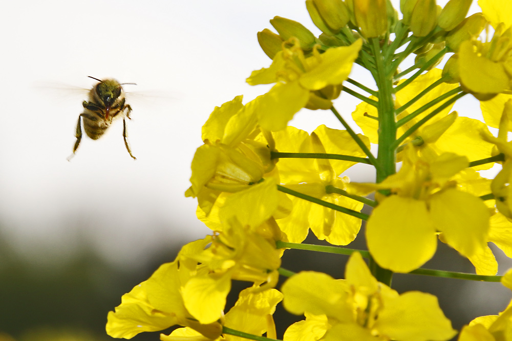 im Flug erwischt