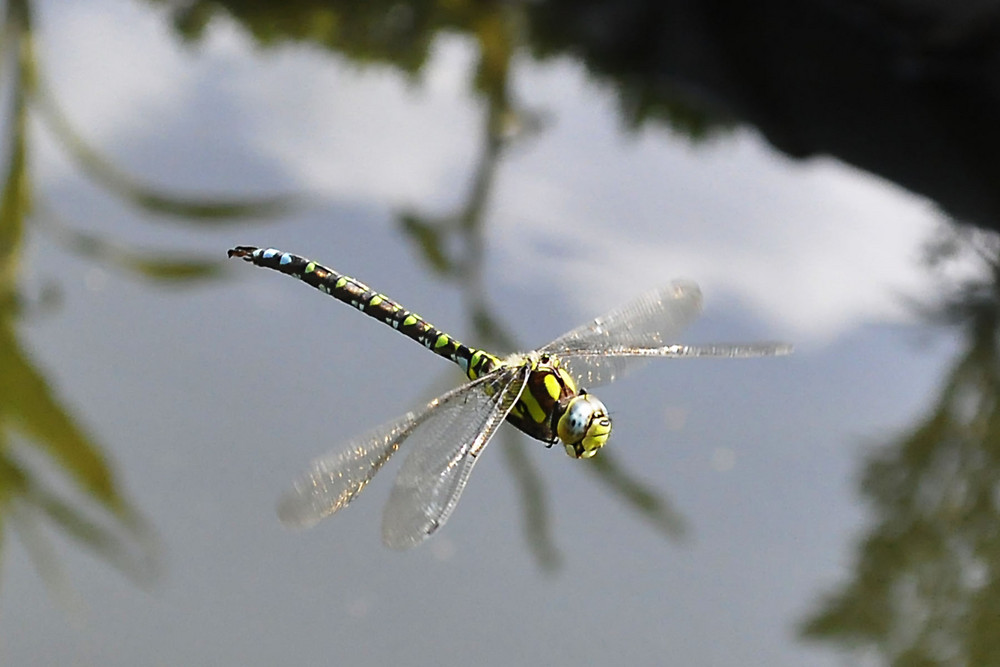 "Im Flug erwischt"