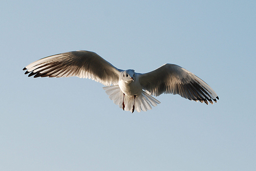 Im Flug erwischt # capturada al vuelo