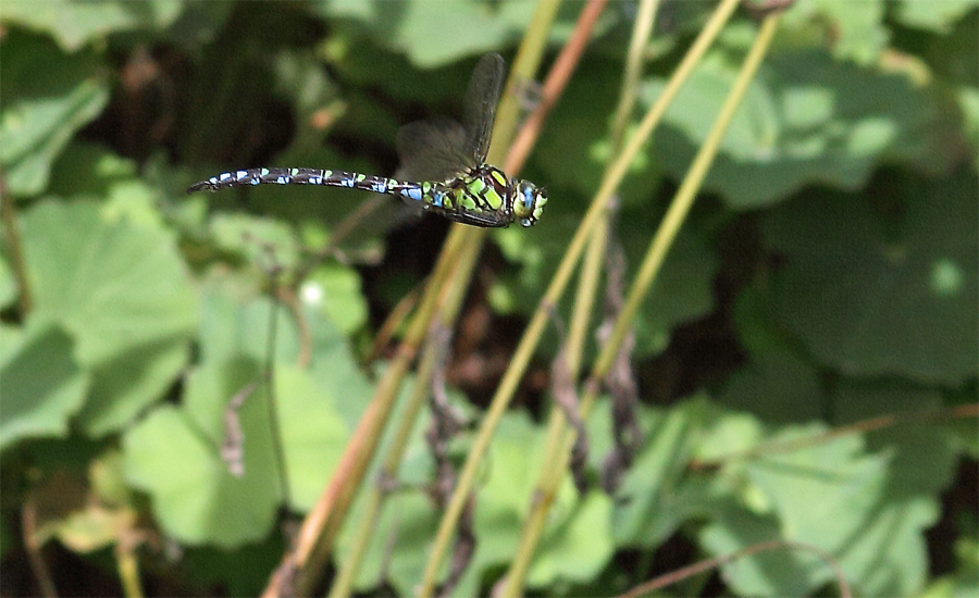 im Flug erwischt