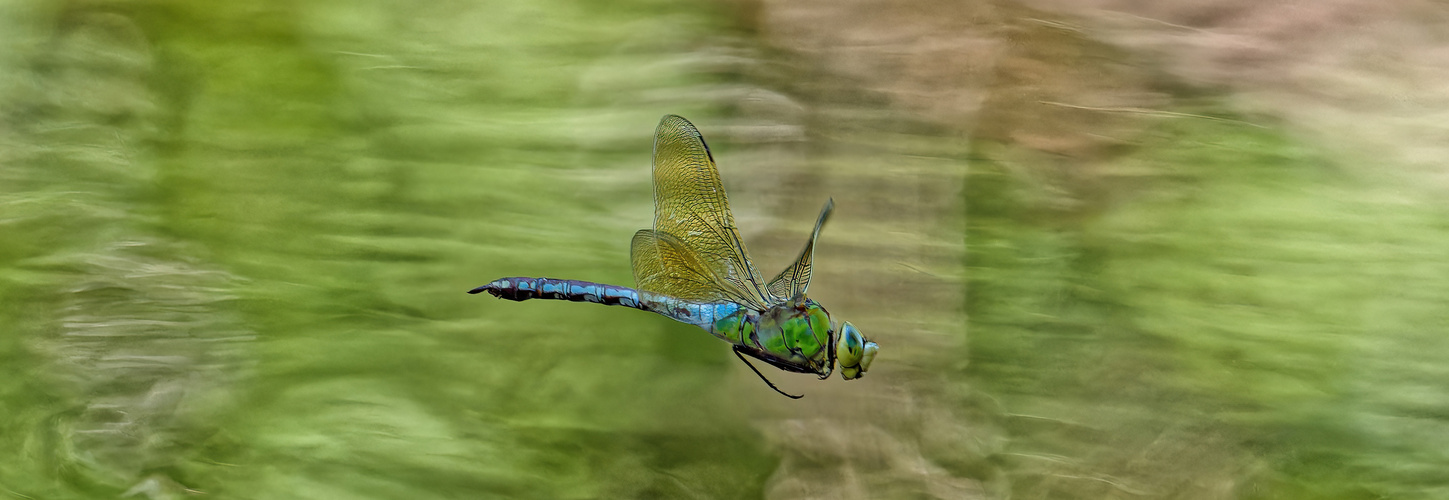 Im Flug erwischt