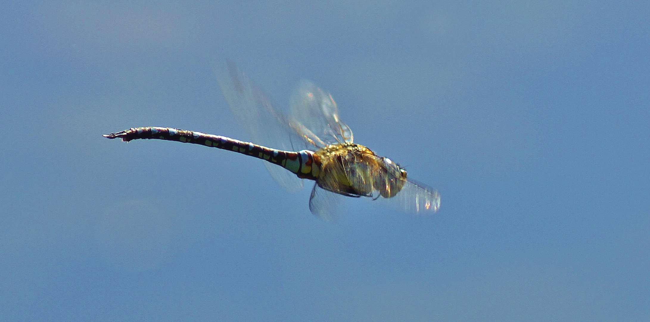 Im Flug "erwischt"