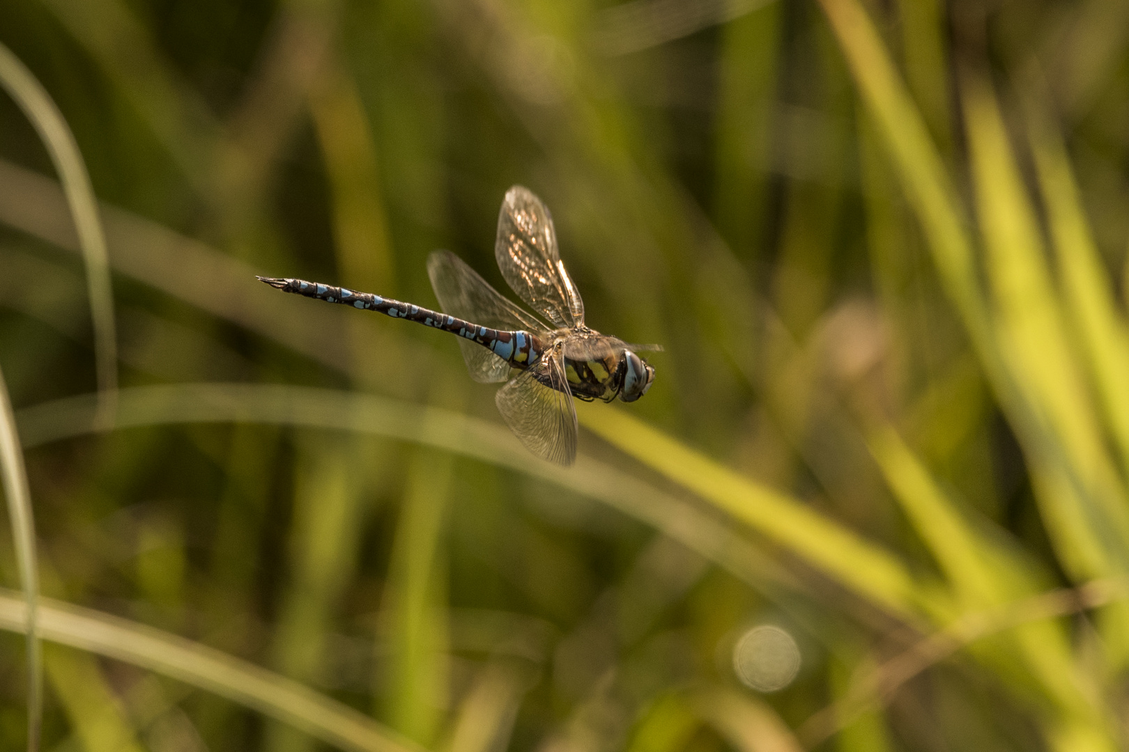 Im Flug erwischt ...