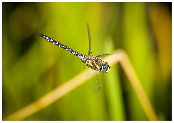 Im Flug erwischt. (RELOAD)