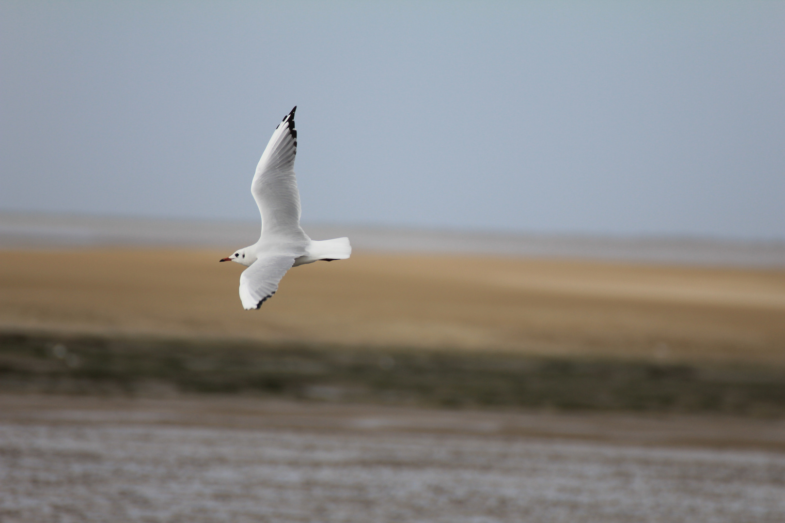 Im Flug erwischt (Süd Wales)