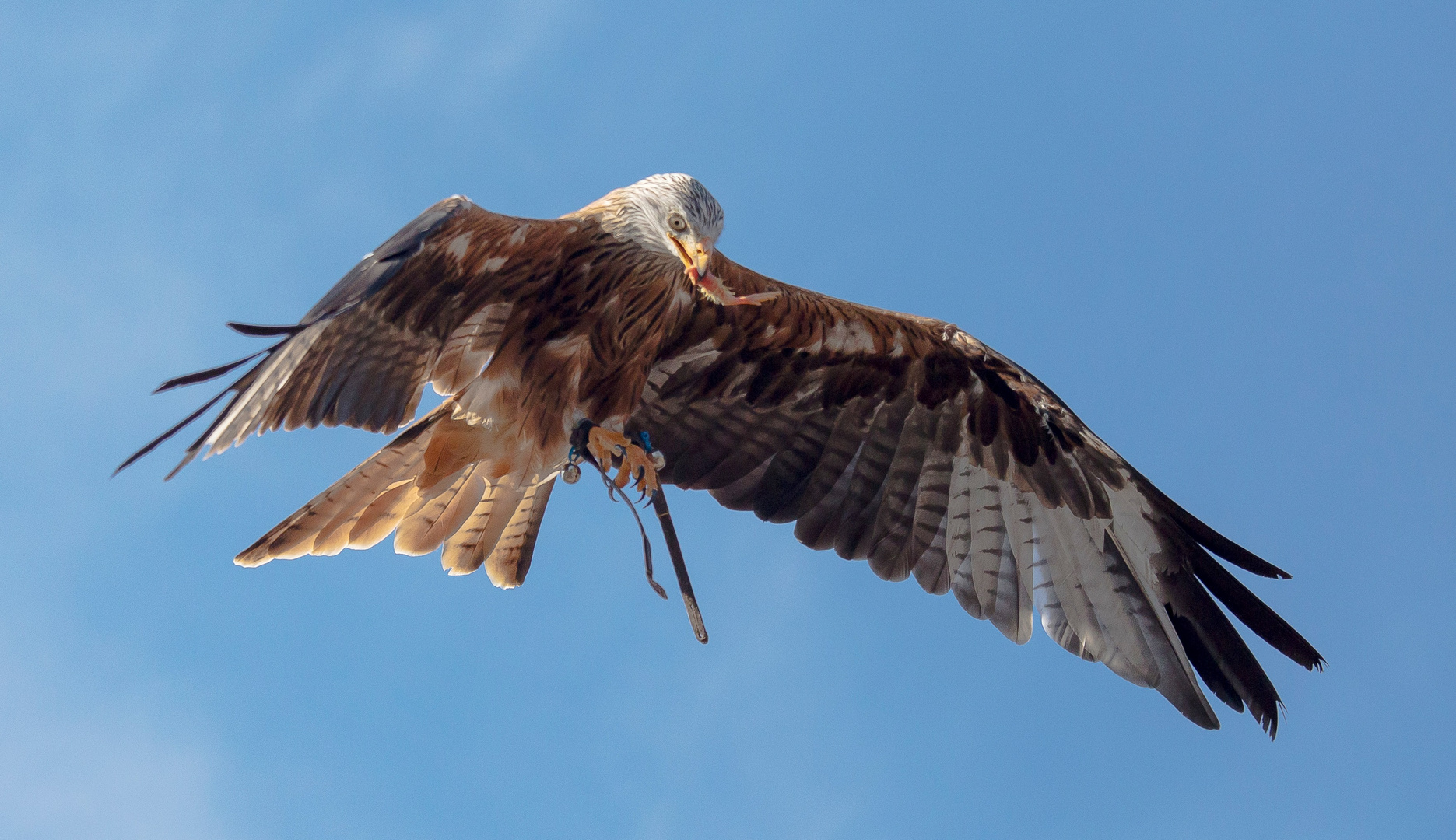 Im Flug gefangen...