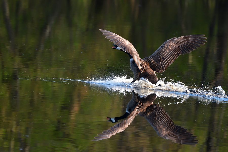 im Flug gespiegelt