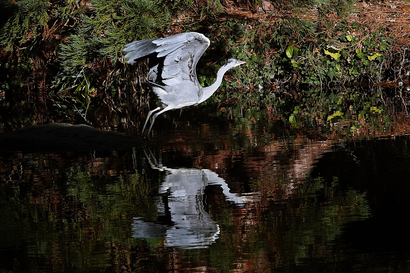 im Flug gespiegelt