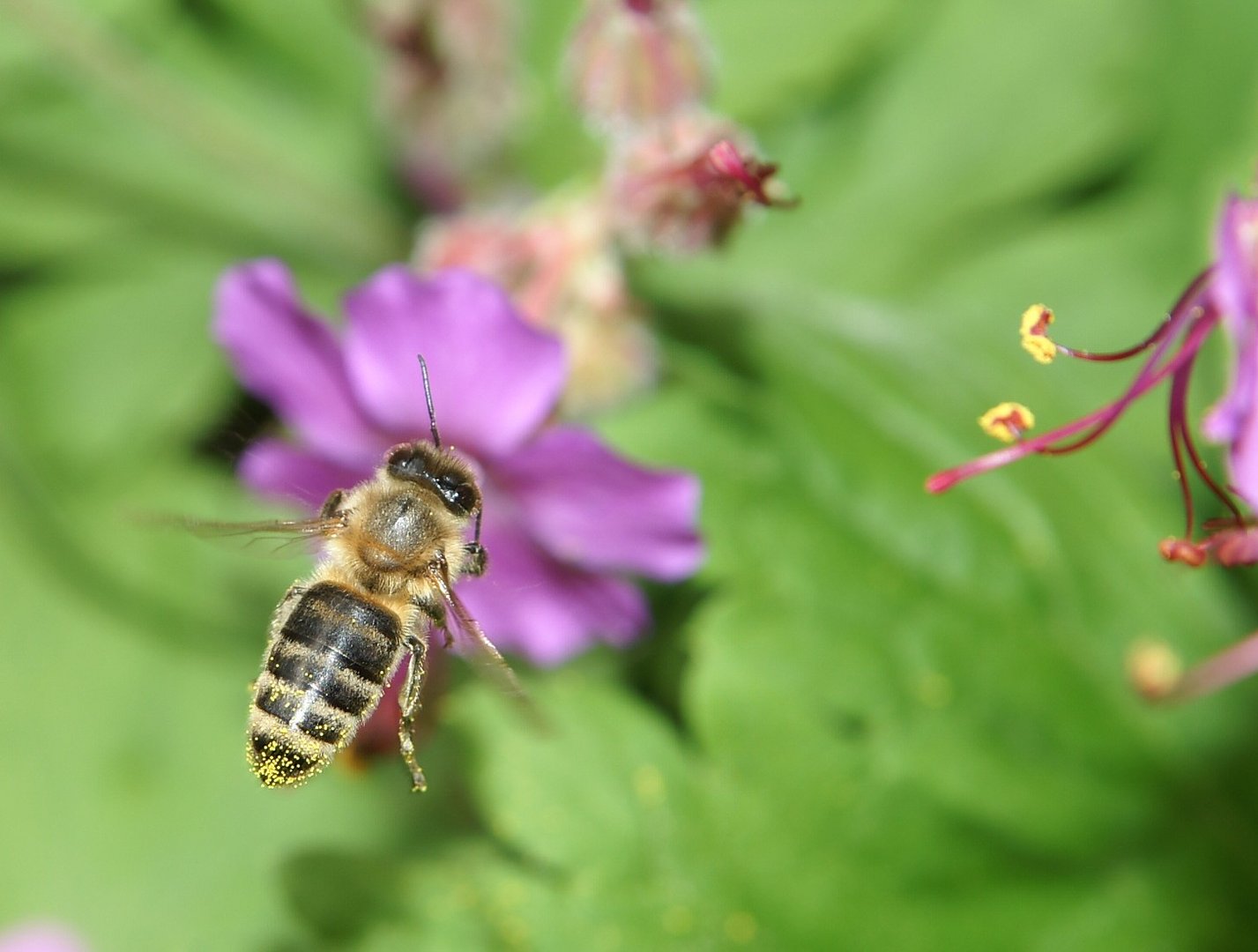 Im Flug gut scharf