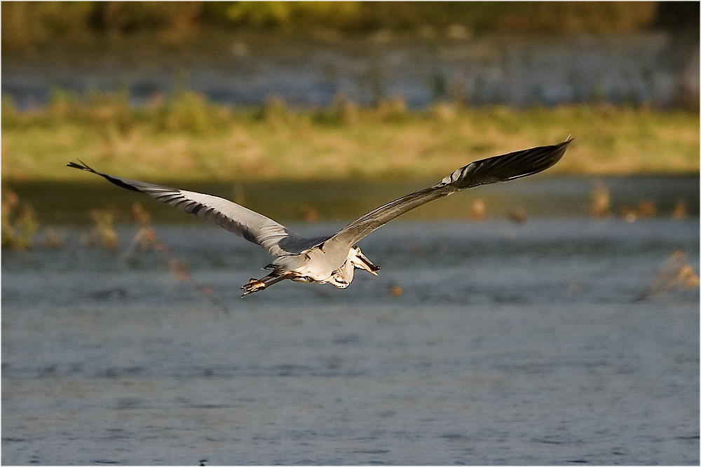 Im Flug mit Fisch