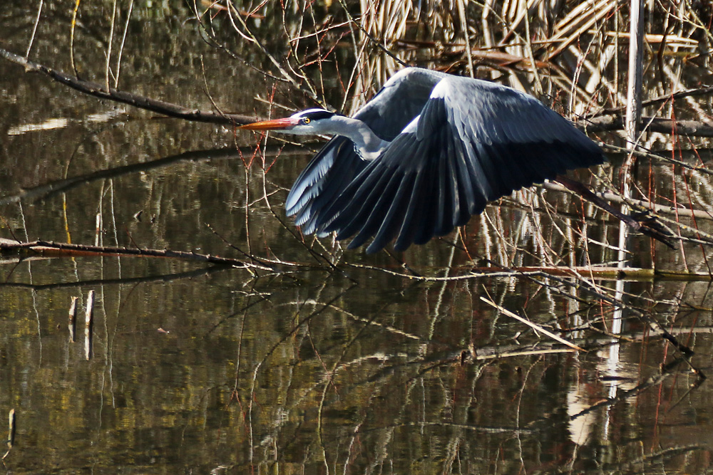 im Flug mit "Mantel"