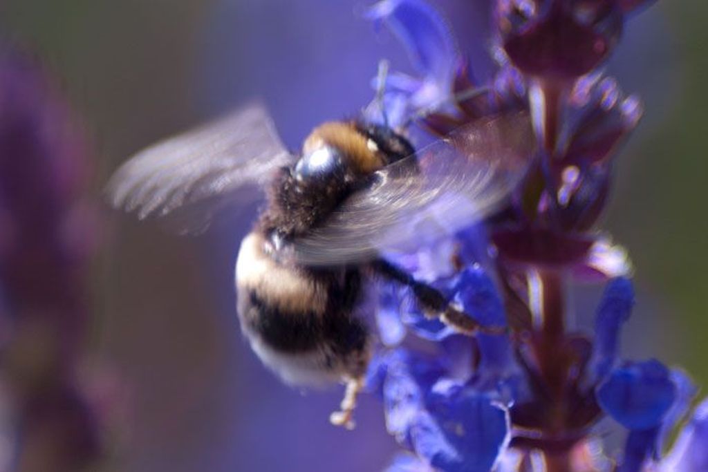 Im Flug naschen