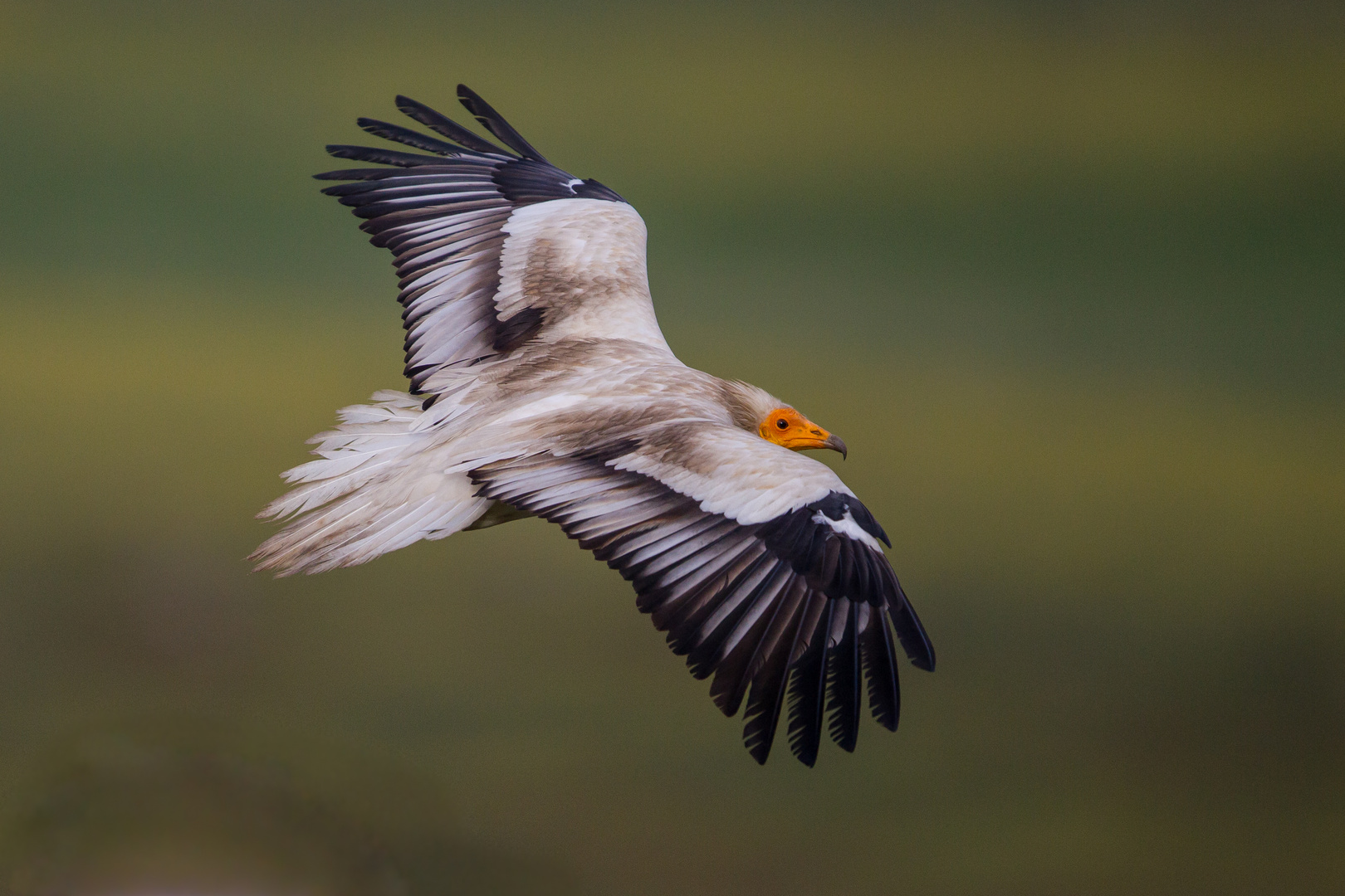 Im Flug sieht er doch hübscher aus, als aus der Nähe.