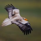 Im Flug sieht er doch hübscher aus, als aus der Nähe.