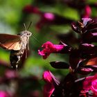 im Flug stehend an dem Blütenkelch