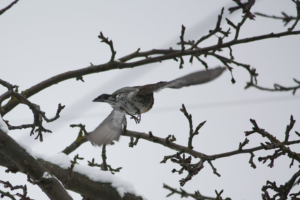 Im Flug von Ast zu Ast...