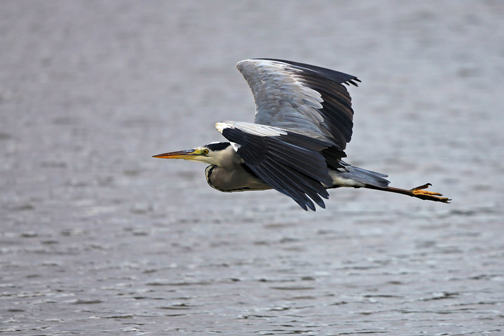 Im Flug vorbei...