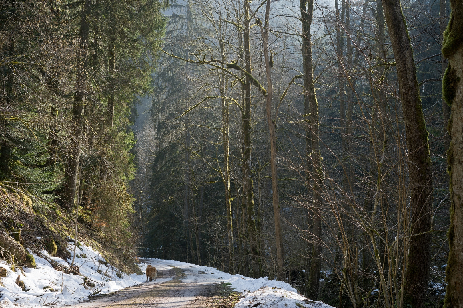 im Fohrenbach Tal