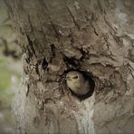 Im Fokus: Alle Vögel sind schon da