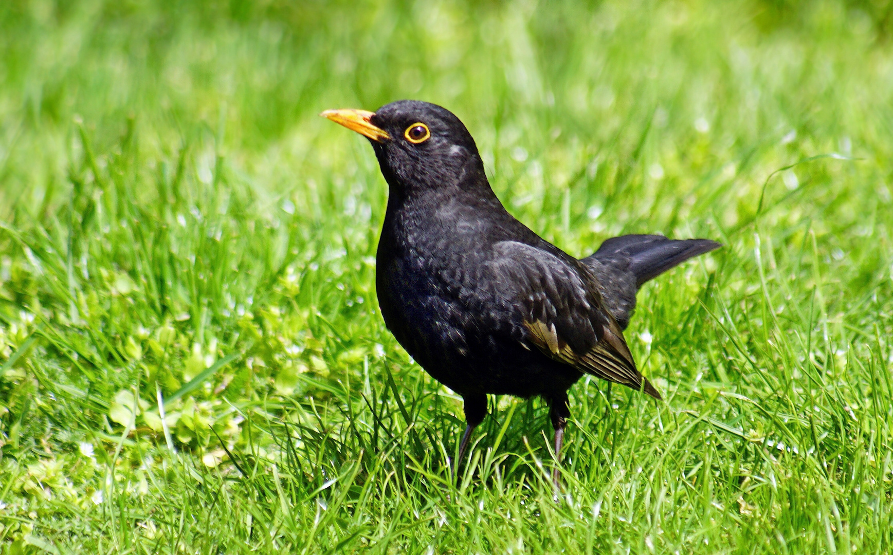 im Fokus: "Alle Vögel sind schon da"