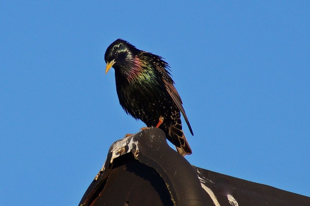 Im Fokus: alle Vögel sind schon da